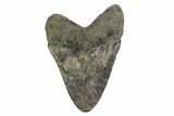 Fossil Megalodon Tooth - South Carolina #171120-1